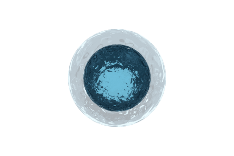 transparent human egg illustration with cellular details - Download Free Stock Videos Pikwizard.com
