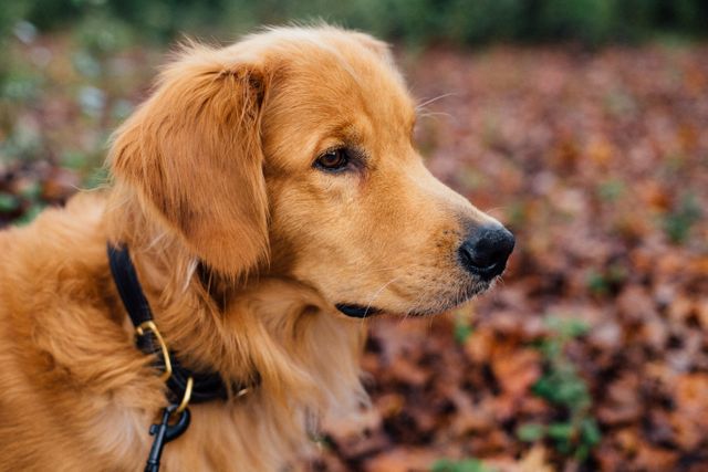 Close-up of a Golden Retriever in autumn environment with brown leaves in background, wearing a black collar. Suitable for themes related to pets, domesticated animals, nature walks, autumn, and outdoor activities.