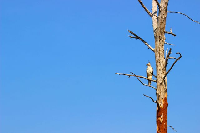 Bird sitting on a branch of a dead tree with a clear blue sky can symbolize peace, solitude, or strength. Ideal for nature blogs, environmental campaigns, or backgrounds needing a bold contrast between earth and sky. Perfect for use in wildlife preservation efforts showing the contrast between life and death in nature.