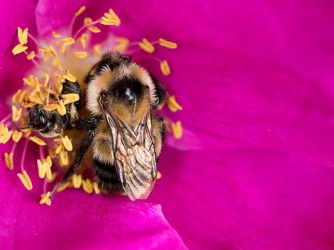 Macro Shot of Bumblebee Pollinating Pink Flower