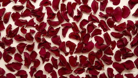 Scattering crimson rose petals on cream paper casting soft shadows, flatlay minimalism