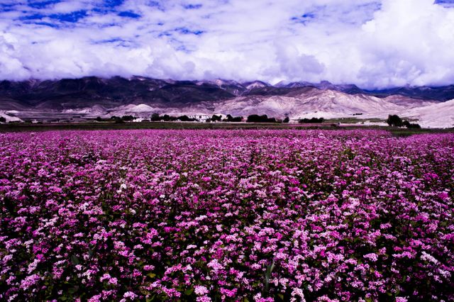 Vast Field of Pink Wildflowers Against Mountain Range - Download Free Stock Photos Pikwizard.com
