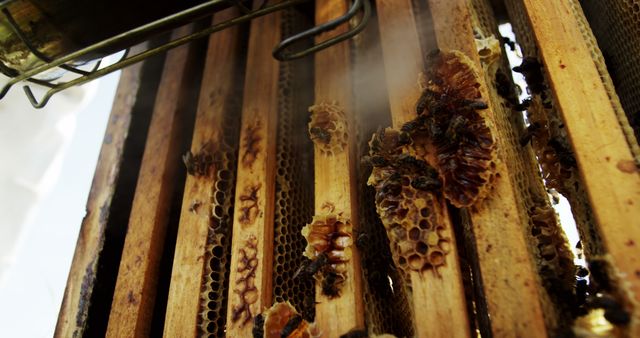 Close-up view of active beehive showing bees on honeycombs. Suitable for articles on beekeeping practices, honey production, and nature’s ecosystem. Can be used in educational content about wildlife and conservation.
