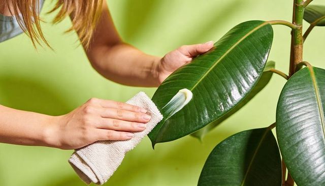 Polishing rubber plant leaf with cloth and plant polish for glossy indoor foliage care