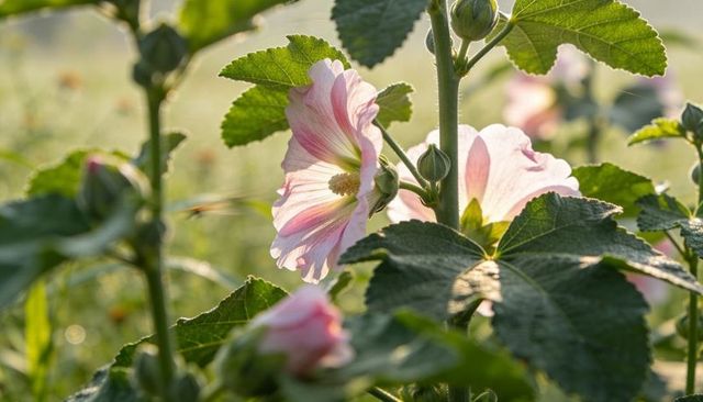 Backlit pale pink hollyhock blossoms with dew, golden hour glow, macro petals and buds