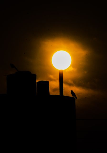 Silhouette of bird during sunset on rooftop - Download Free Stock Photos Pikwizard.com