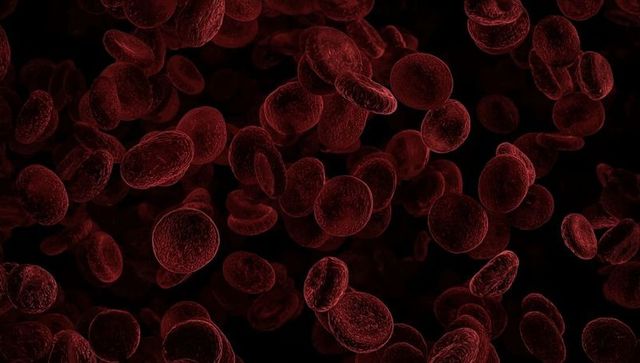 Microscopic view of red blood cells circulation in vessel