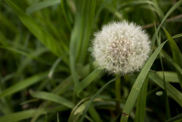 Close-up of a white dandelion seed head in vibrant green grass. Can be used for illustrating natural beauty, seasonal changes, or in educational material about plants and their life cycles.