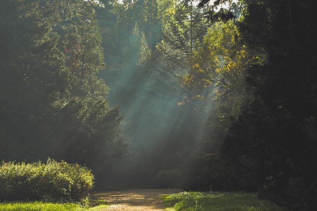 Sunbeams filtering through forest trees in early morning - Download Free Stock Photos Pikwizard.com