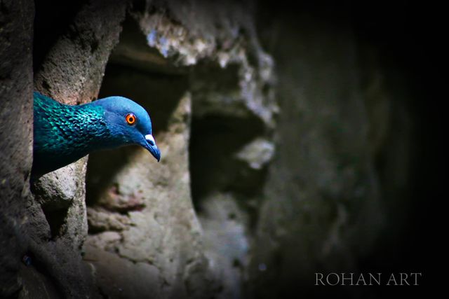 Pigeon peeking out from a rocky crevice with dark background. This image captures the curious nature of birds in their natural habitat. Great for use in wildlife blogs, educational materials about birds, nature-themed presentations, or environmental campaigns.