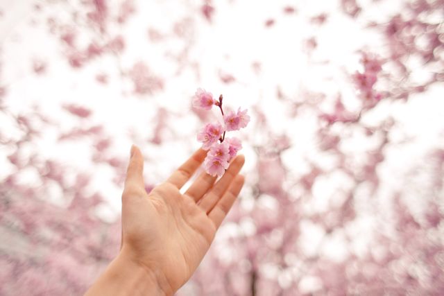 Hand reaching towards cherry blossom flowers. Ideal for illustrating spring, nature's beauty, tranquility, or for use in floral and seasonal themes. Perfect for use in greeting cards, nature-related blog posts, or spring event promotions.