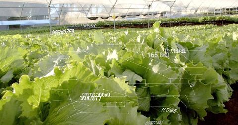 Precision Farming Lettuce Heads with Data Analysis in Greenhouse