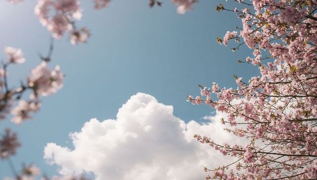 Spring cherry blossoms framing fluffy cumulus cloud against soft blue sky