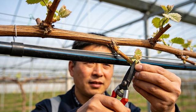 Male vineyard worker pruning grapevine shoots in glass greenhouse trellis with red shears