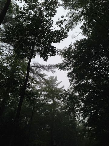 Misty Forest Silhouette with Tall Trees Reaching Skyward
