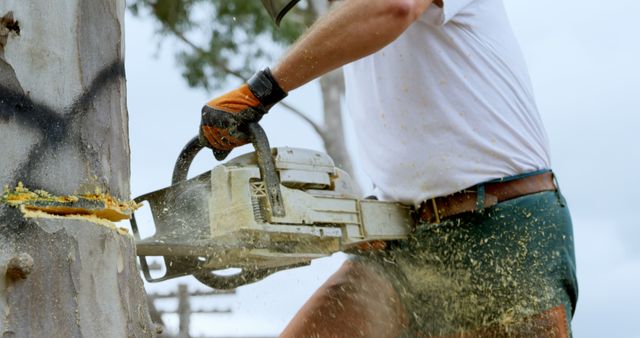 Professional Lumberjack Cutting Tree with Chainsaw in Action - Download Free Stock Images Pikwizard.com