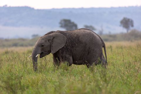 Young african elephant grazing on green savanna grassland at dawn in open wilderness