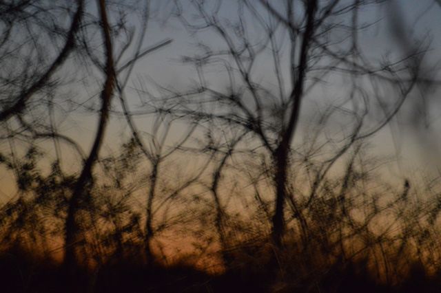Blurry silhouette of thin tree branches against the backdrop of a colorful sunset. Perfect for use in backgrounds, abstract art projects, or conveying a tranquil and peaceful nature setting. Ideal for nature-themed designs, website headers, or mindfulness campaigns.