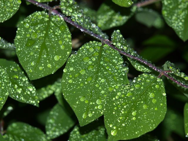 Perfect for environmental campaigns, gardening magazines, nature-themed backgrounds, or educational materials about plants and nature. Highlights the freshness and purity of nature with vibrant green colors and glistening dew drops.