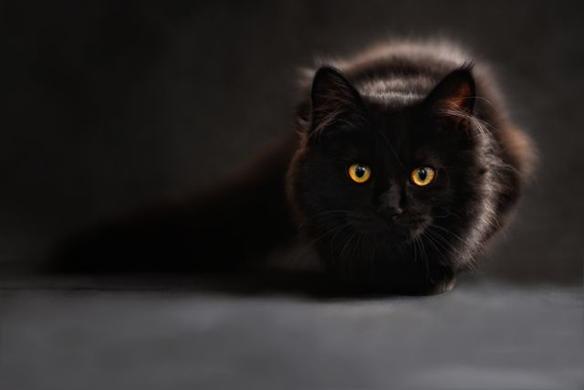 This captivating image shows a black cat with bright yellow eyes, set against a dark background. The dramatic lighting highlights the cat's intense gaze and fluffy fur, adding a sense of mystery. Perfect for use in marketing campaigns, websites, or blogs related to pets, Halloween, or witchcraft themes. Also suitable for animal lovers and cat-focused content.
