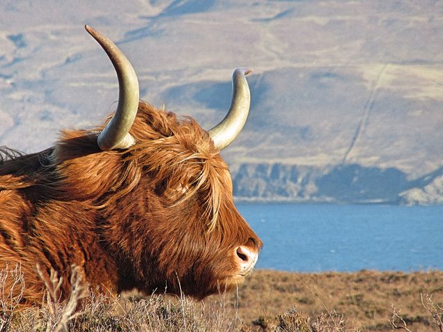 Highland cow with prominent horns grazes near a scenic lake with mountains in the background. This image is ideal for illustrating rural agriculture, Scottish heritage, and nature-related content. Can be used in travel magazines, farming websites, and educational materials about livestock and Scotland.