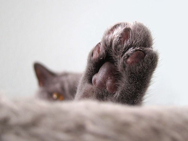 Close-up of Cat Paw with Focus on Soft Pads - Download Free Stock Photos Pikwizard.com