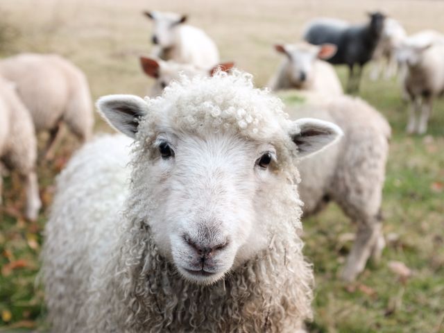 A curious sheep with a group of sheep grazing in a field. Ideal for topics on livestock farming, rural life, agriculture, and animal husbandry. Perfect for illustrating countryside settings or farming-related content.
