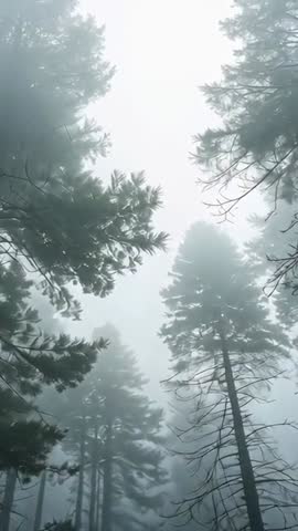 Tilting vertical video capturing towering pine trunks and misty canopy in mountain forest