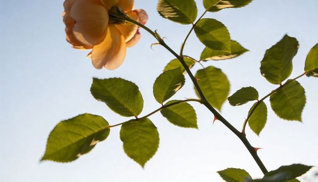 Peach rose backlit by sunlight with thorny stem and translucent green leaves against sky