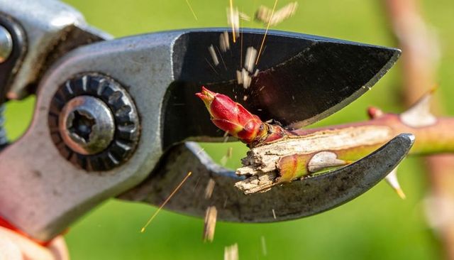 Pruning shears cutting thorny rose cane with red bud and flying wood splinters