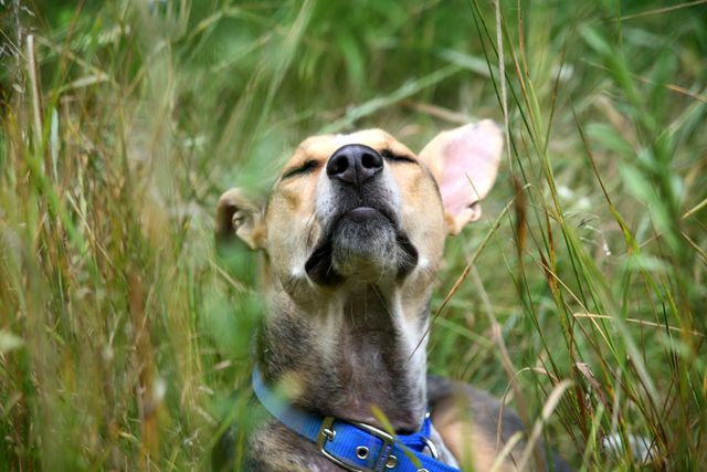 Dog Relaxing in Tall Grass with Eyes Closed - Download Free Stock Photos Pikwizard.com