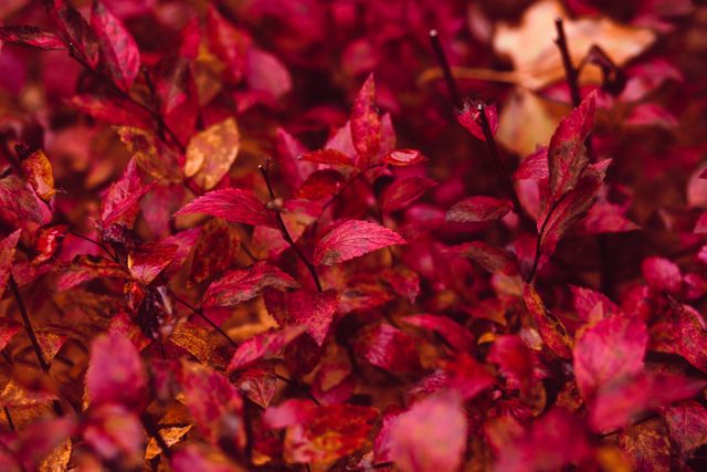 Close-up of Vibrant Red Autumn Leaves - Download Free Stock Photos Pikwizard.com