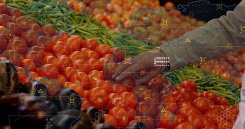 Selecting fresh tomatoes at vibrant farmer's market