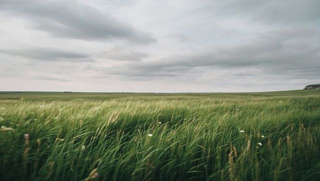 Swaying coastal grassland with wildflowers and distant cliff under dramatic overcast sky