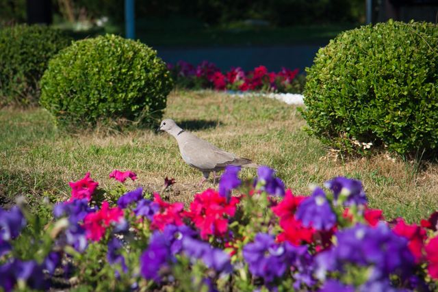 The peaceful scene shows a dove walking among vibrant red and purple flowers in a garden. The neatly trimmed green bushes add to the serene atmosphere. This image can be used for themes related to nature, tranquility, summer, and outdoor activities. It is ideal for use in gardens, parks, wildlife, and botanical-themed publications.