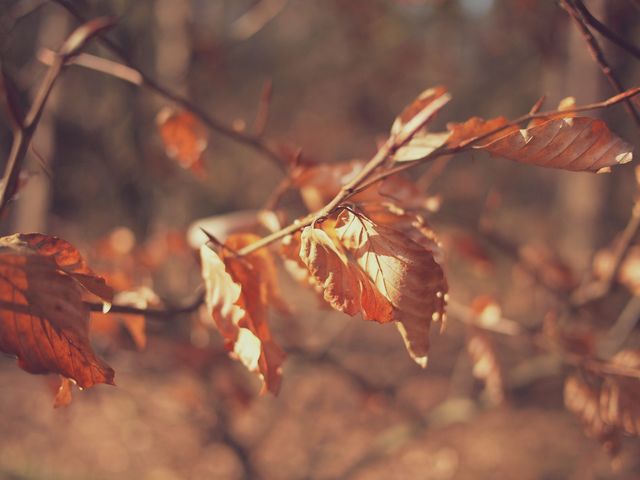 Golden autumn leaves are hanging on branches in a forest with blurred background, showcasing the warm tones of fall. Ideal for use in seasonal marketing campaigns, nature-related content, or social media posts celebrating autumn.