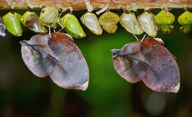Butterfly chrysalises hanging on a branch illustrate various stages of the metamorphosis process. Showing the delicate and complex biological transformations that these insects undergo, this visual can be used in educational materials for biology and entomology, nature documentaries, or as an inspiring nature artwork encouraging themes of growth and change.