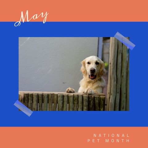 golden retriever celebrating national pet month rearing by fence - Download Free Stock Templates Pikwizard.com