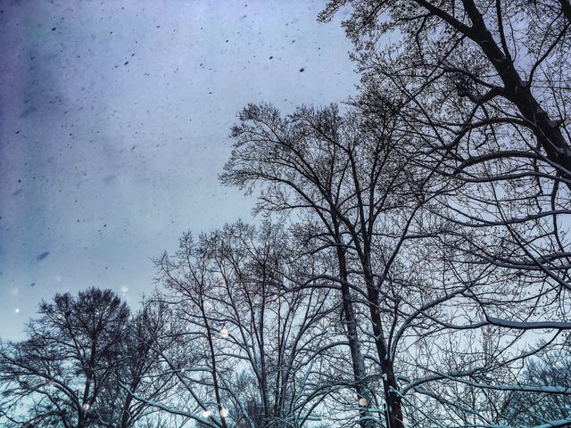 Snowfall Amidst Bare Winter Trees Under Gloomy Sky - Download Free Stock Photos Pikwizard.com