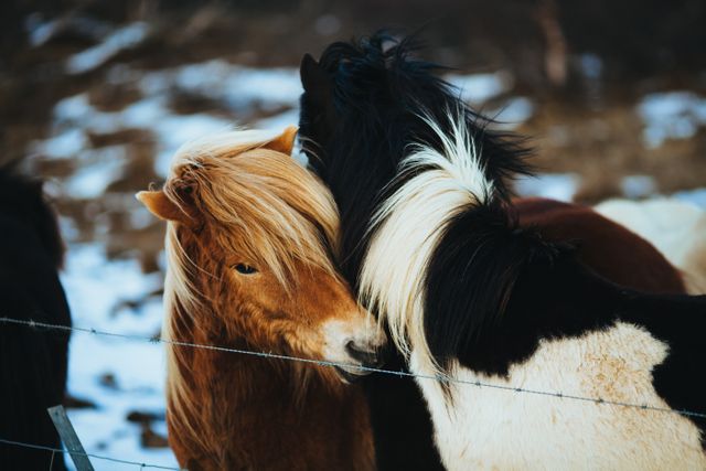 Two horses nuzzling each other, displaying affection and bond, set in a snowy environment with patches of snow visible on the ground. One horse is brown with a light mane, and the other is black and white with a contrasting mane. This can be used to highlight themes like animal friendships, caring, winter outdoors, and equine behavior. Excellent for websites, blogs, stock images, and anything related to nature and wildlife.