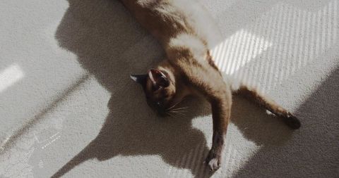 Cat Stretching Gracefully in Sunlit Room