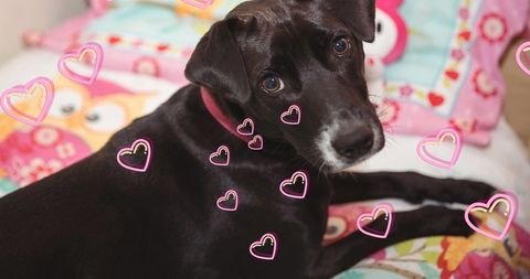 Adorable Black Dog Relaxing in Colorful Home Environment - Download Free Stock Images Pikwizard.com