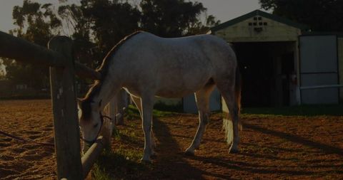Grey Horse Grazing at Sunset Near Barn in Countryside