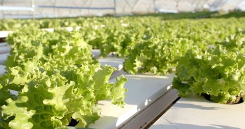 Hydroponic Lettuce Cultivation in Greenhouse for Sustainable Farming - Download Free Stock Images Pikwizard.com
