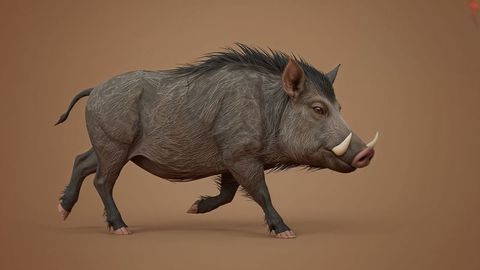 Wild boar with majestic tusks in motion