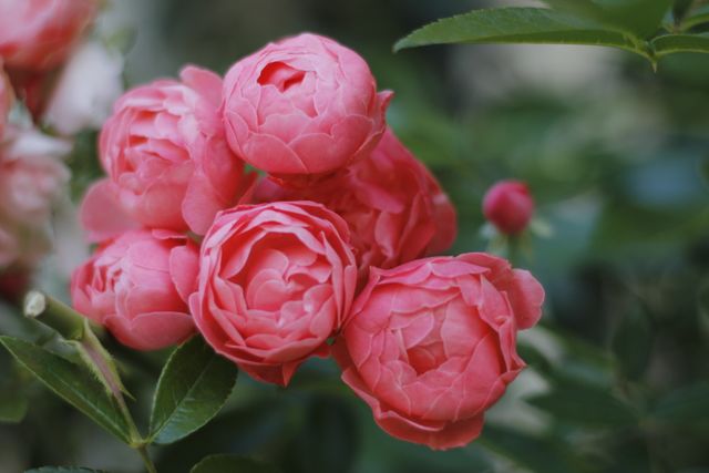 Close-up of Pink Roses Blooming in Garden Setting - Download Free Stock Photos Pikwizard.com