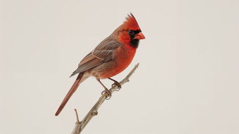 Elegant Perching Northern Cardinal Displaying Vibrant Plumage