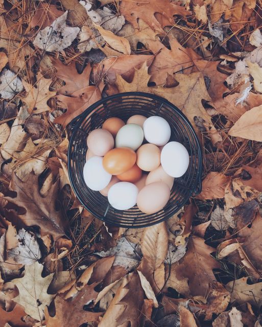 Various colorful farm eggs in a basket placed on fallen autumn leaves creates a rustic and seasonal vibe. Perfect for illustrating organic farming, fall harvest themes, rustic lifestyle, or nature's bounty. Ideal for use in food blogs, agricultural publications, fall-themed articles, or organic product promotions.