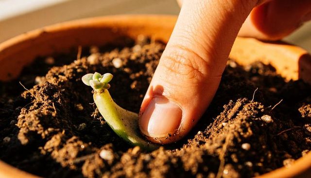 Finger planting succulent leaf cutting in terracotta pot for easy propagation