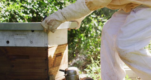 Beekeeper in protective clothing lifts top of beehive in a sunlit garden surrounded by greenery. Ideal for articles or content related to beekeeping, agriculture, honey production, nature conservation, and rural lifestyles.